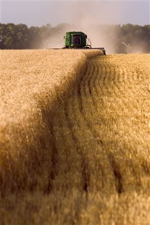 wheat exports