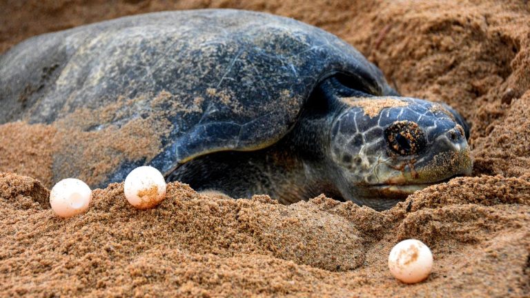 Operation Olivia Protects Nearly 7 Lakh Olive Ridley Turtles in Odisha