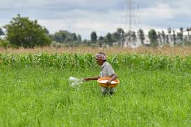 Surat Farmers Face Severe Urea Shortage Despite Good Monsoon; 75,000 Hectares at Risk
